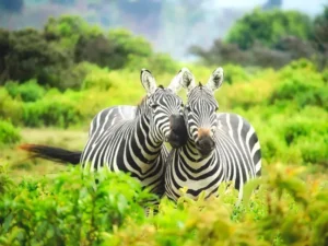 Tanzania Safari & Zanzibar Adventure