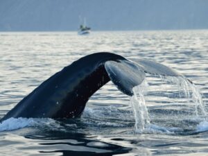 Viaggio di gruppo in Islanda in cerca di balene e animali del ghiaccio