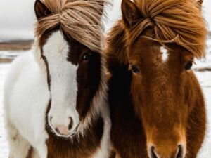 Viaggio di gruppo in Islanda alla scoperta degli stupendi pony dell'isola
