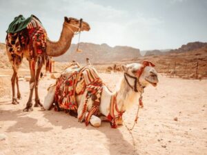 Viaggio organizzato in Giordania nel deserto del Wadi Rum su dromedari