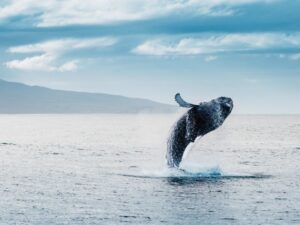 Tour in Islanda alla scoperta delle balene le meraviglie dei mari del nord