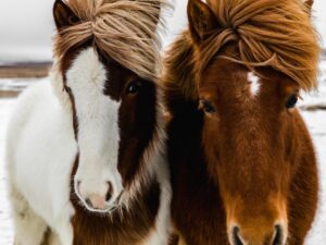 Tour in Islanda alla scoperta di simpatici pony