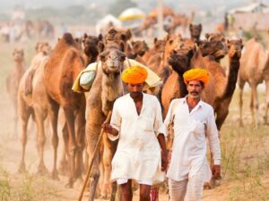Viaggi di gruppo in India - Venditori di cammelli