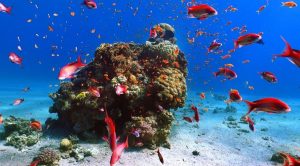 Viaggio di gruppo in Giordania - Snorkeling tra i coralli del Mar Rosso