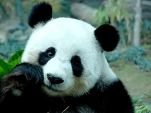 panda-giganti